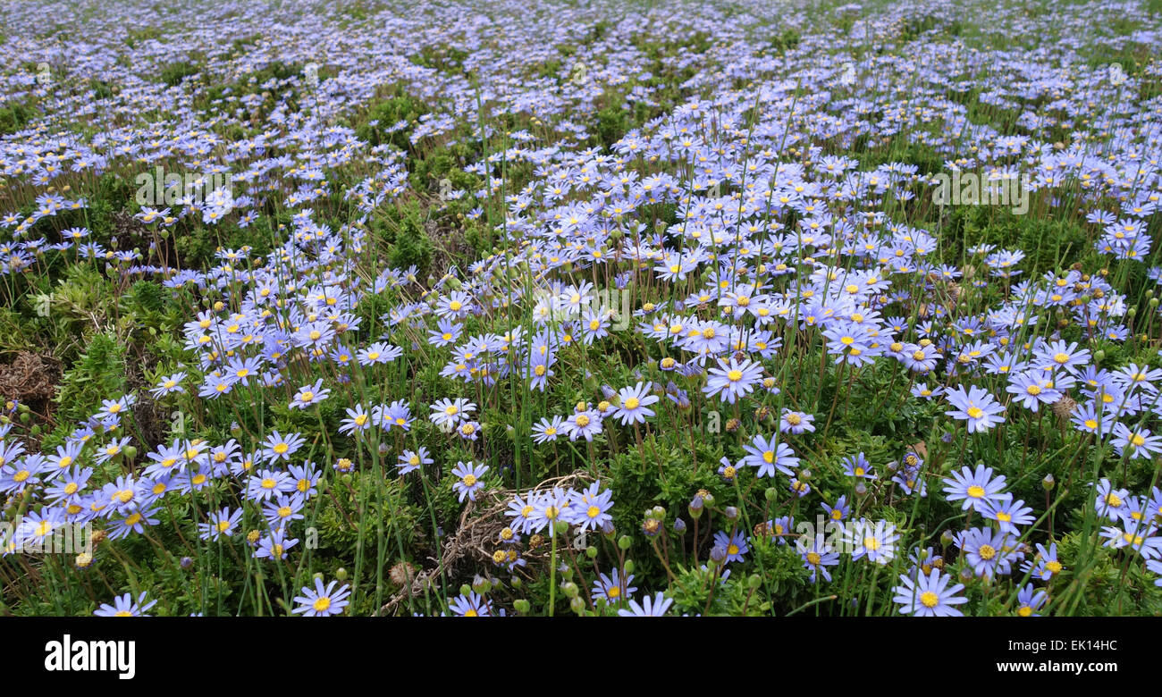 Campo di Felicia amelloides, margherite blu, blu marguerite, Spagna. Foto Stock