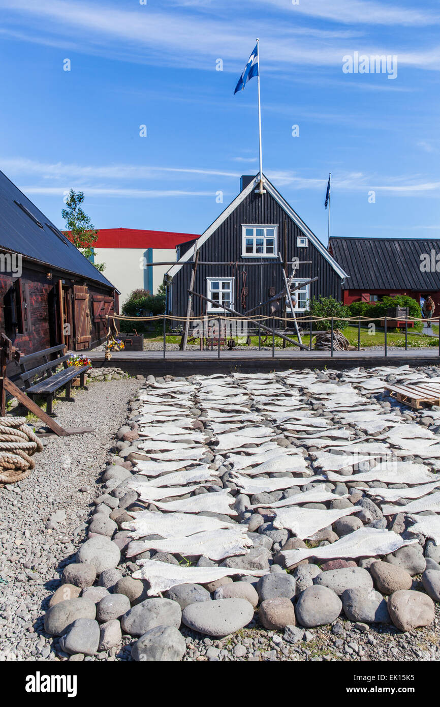 Merluzzo essiccazione su pietre di lava al Westfjords Heritage Museum di Isafjordur, Islanda Foto Stock