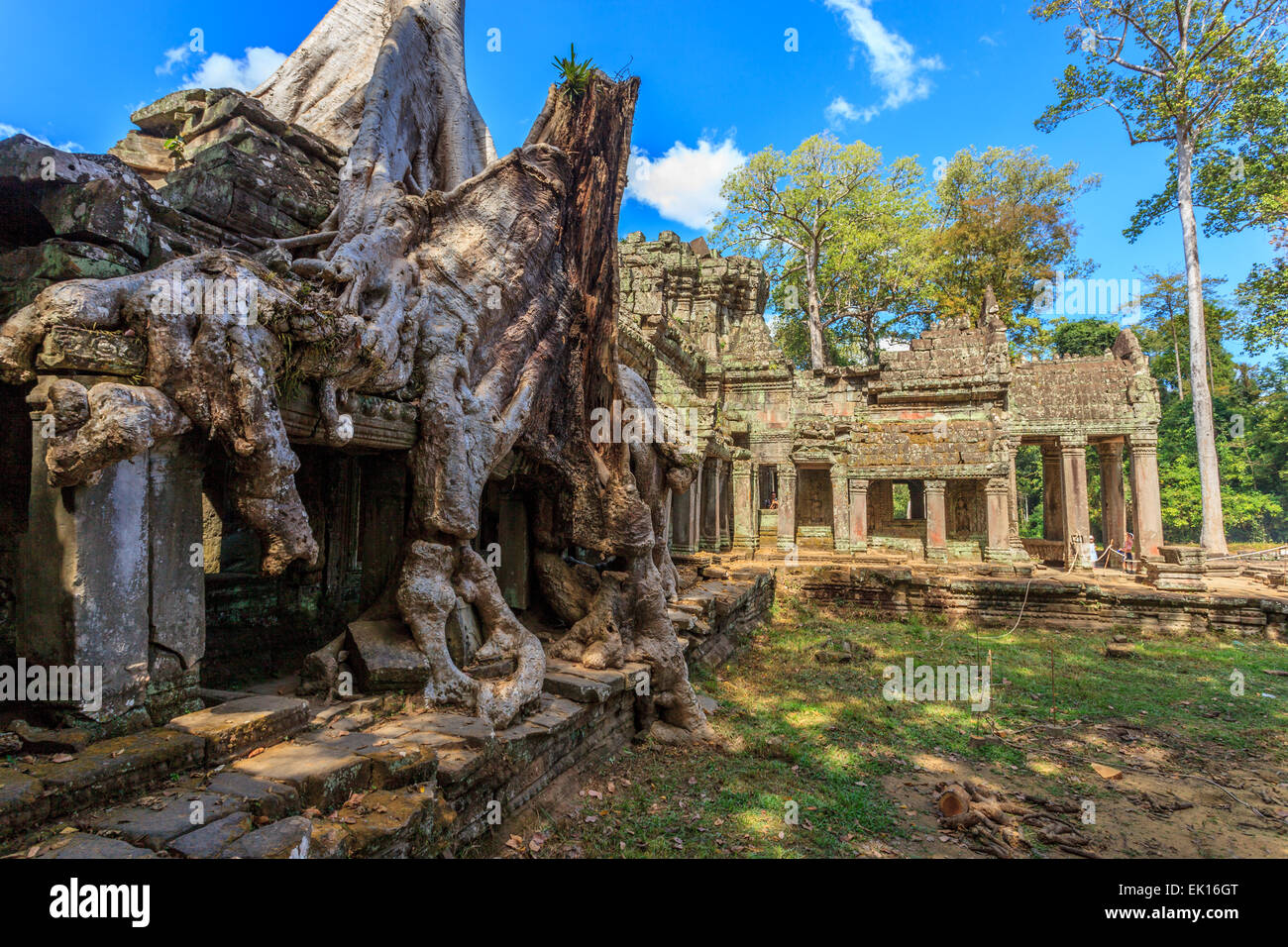 Le gigantesche radici avvolgono il Preah Khan, Tempio di Angkor, Cambogia Foto Stock