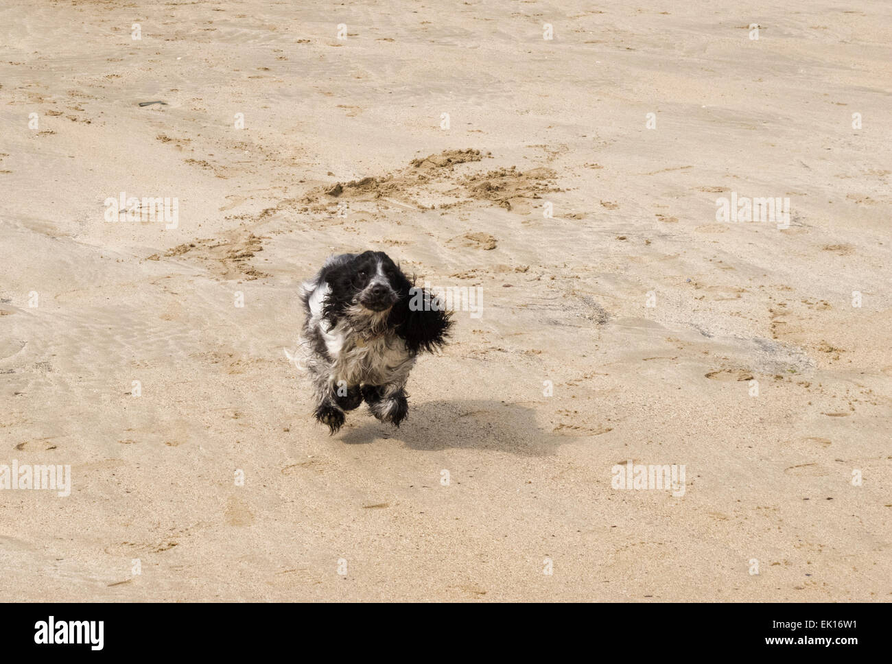 Cane di camminare sulla spiaggia vicino a Rock in cammello estuario, Cornwall Foto Stock