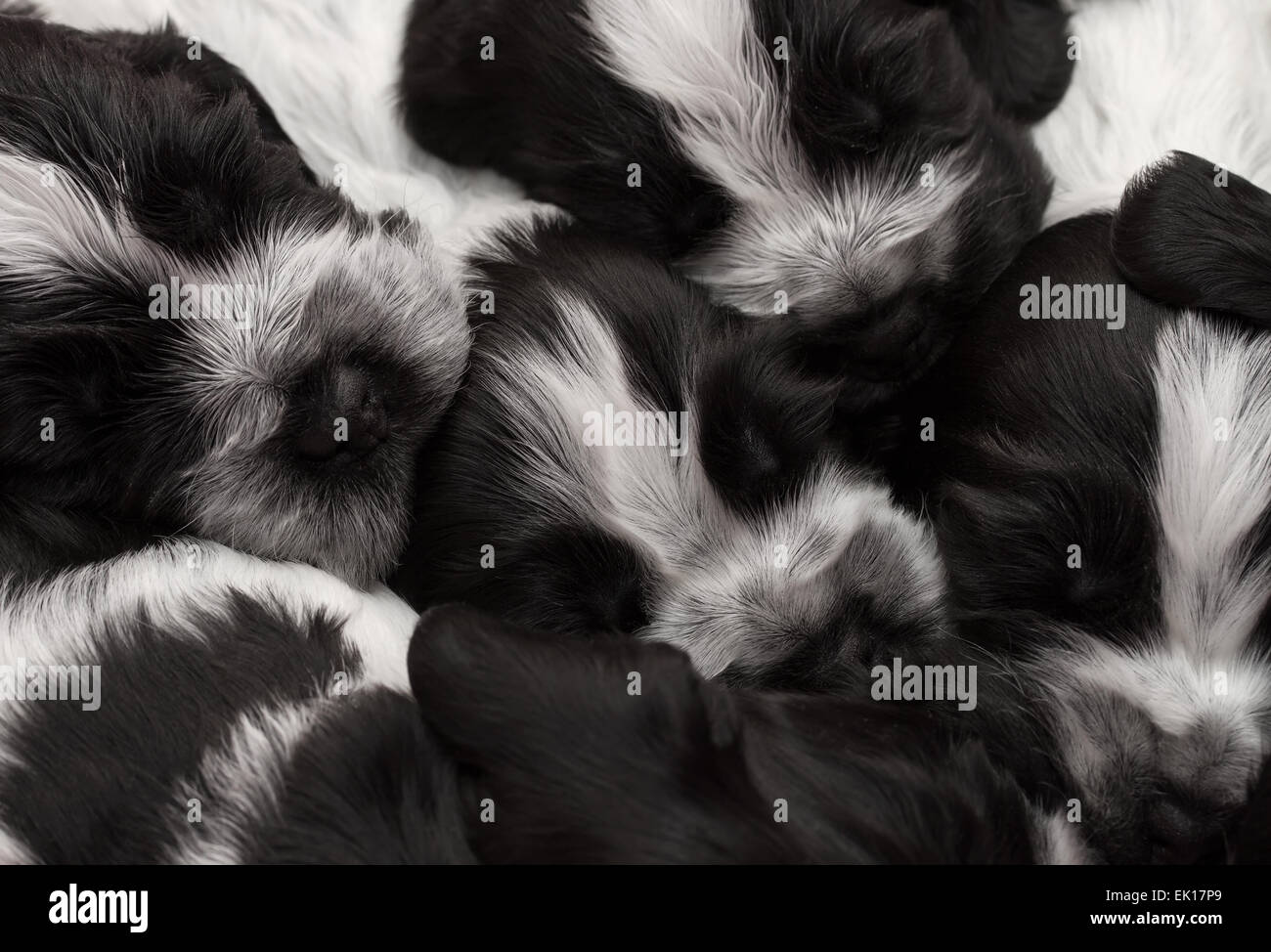 English Cocker Spaniel cuccioli dormire in una pila. Tre settimane di età. Foto Stock