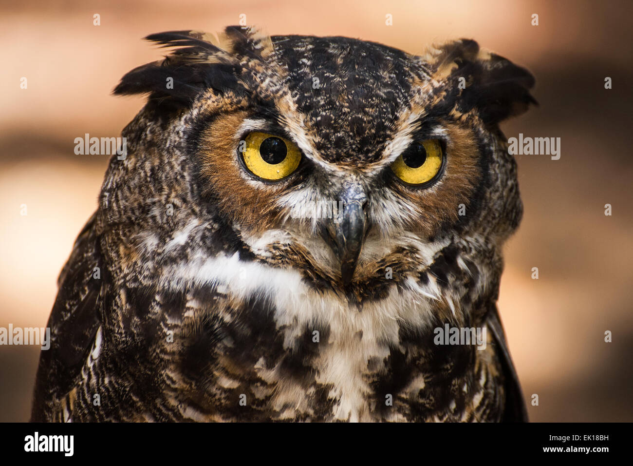 Un ritratto di un grande gufo cornuta. Foto Stock