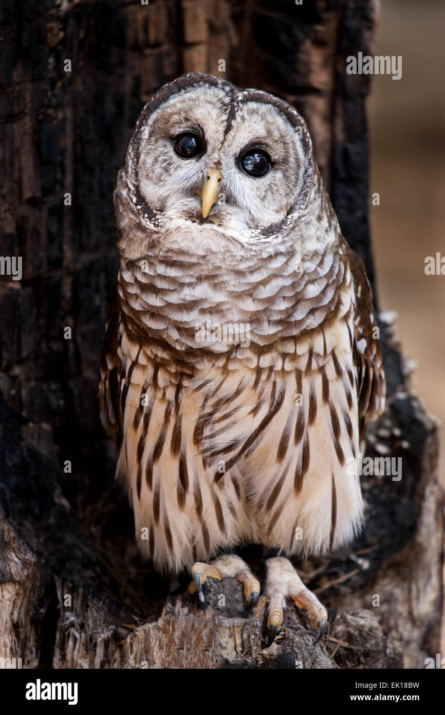 Un gufo sbarrata appollaiato in una bruciata tree. Foto Stock