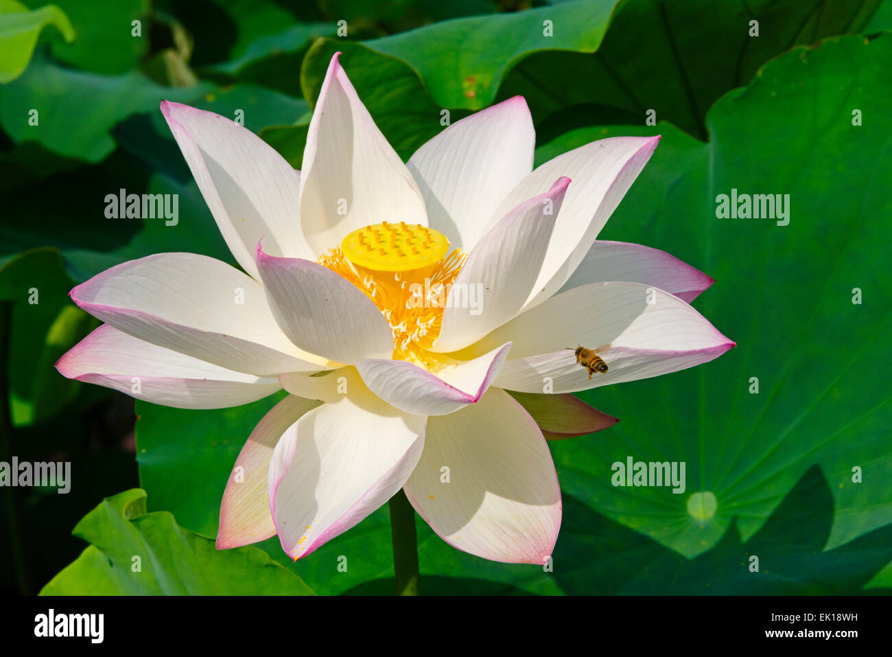 Fiore di loto, Giappone Foto Stock