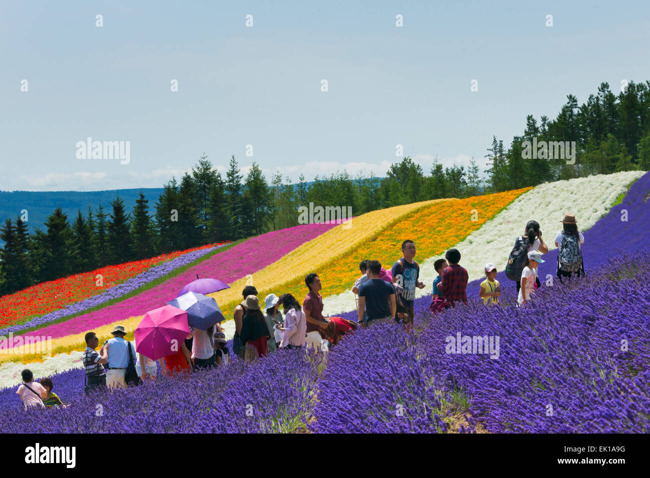 I turisti nella fattoria di lavanda, furano, prefettura di Hokkaido, Giappone Foto Stock