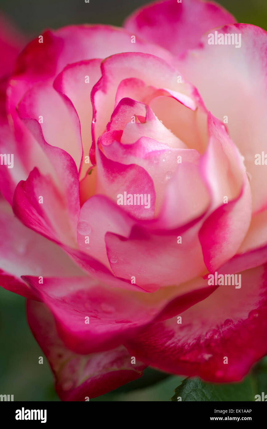 Rosa Jubile du Prince de Monaco, a Meilland rose Foto Stock