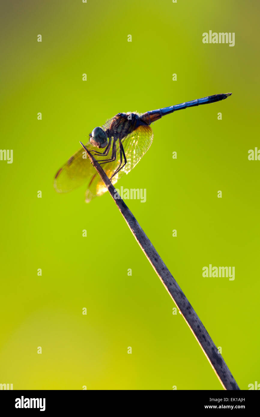 Blu a forma di libellula Dasher - Verde Cay zone umide - Boynton Beach, Florida USA Foto Stock