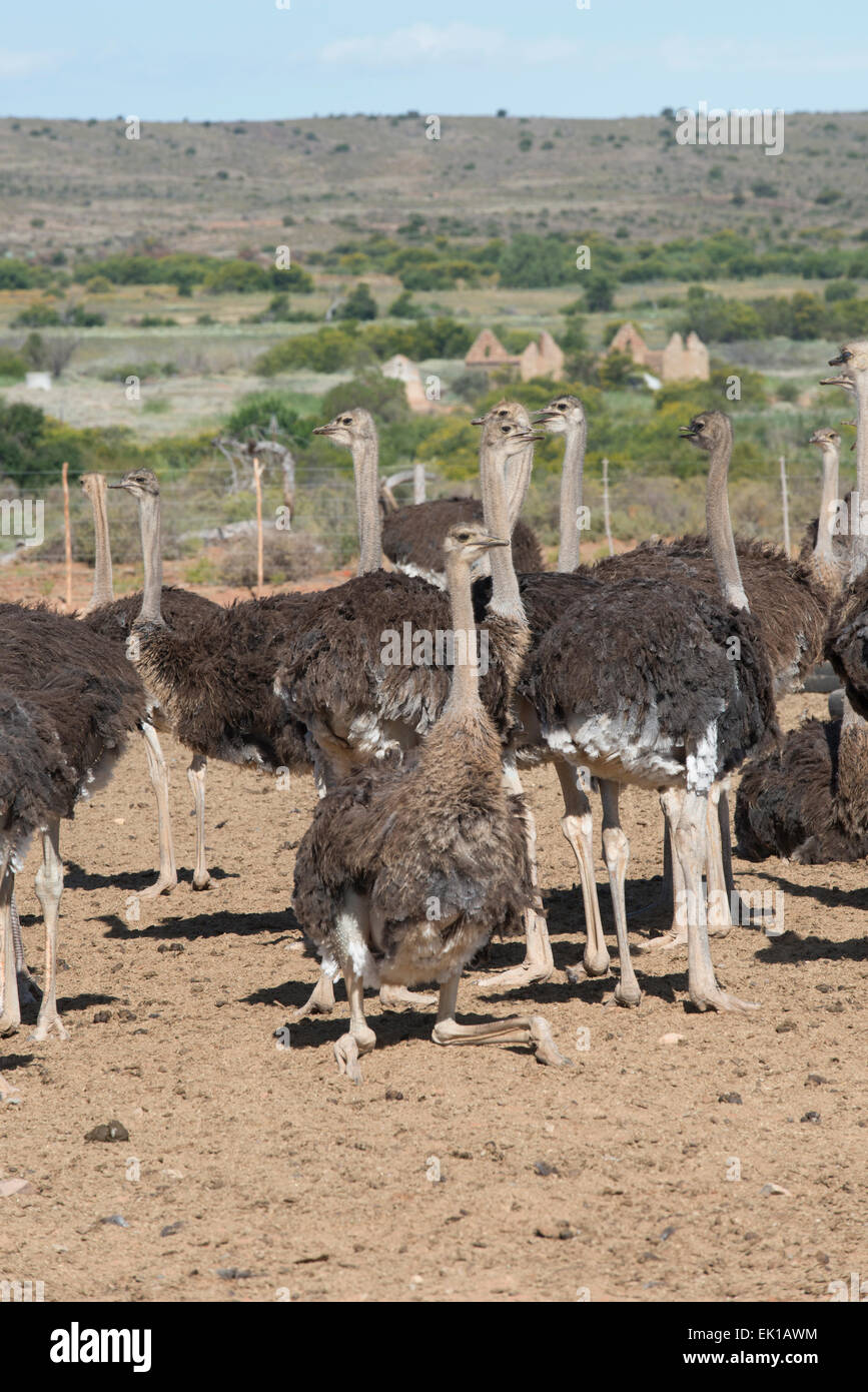 Gli struzzi femmina (Struthio camelus) allevati per la loro carne su un azienda commerciale a Oudtshoorn, Western Cape, Sud Africa Foto Stock