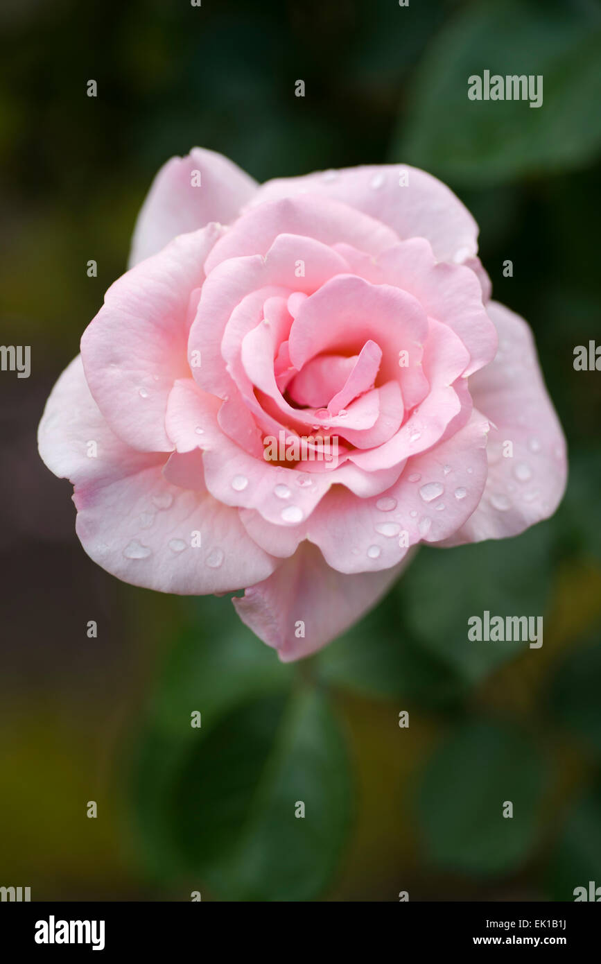 Rosa rosa scherzo Foto stock - Alamy