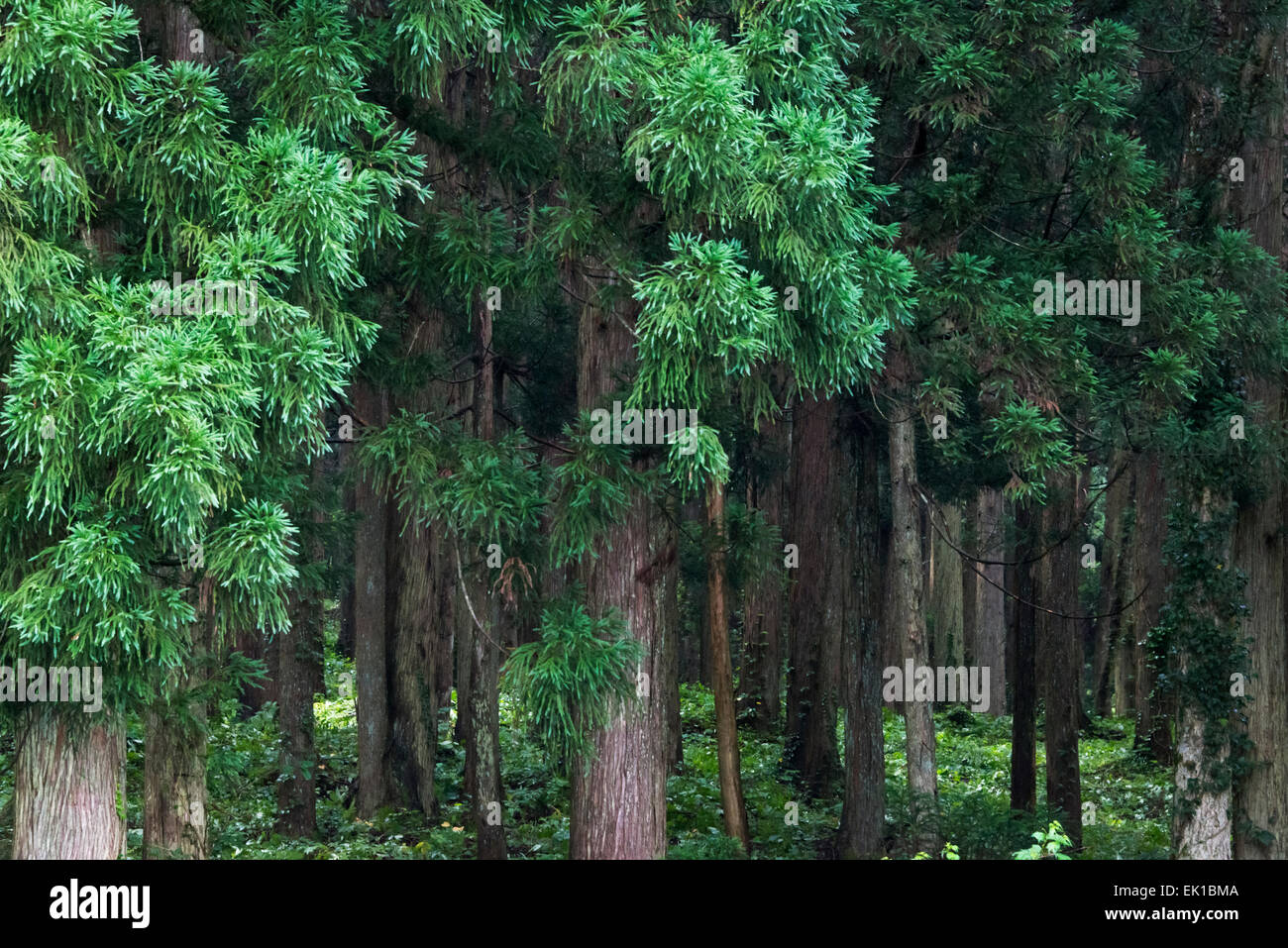 Foresta di cedro, Shirakawa-go, Prefettura di Gifu, Giappone Foto Stock