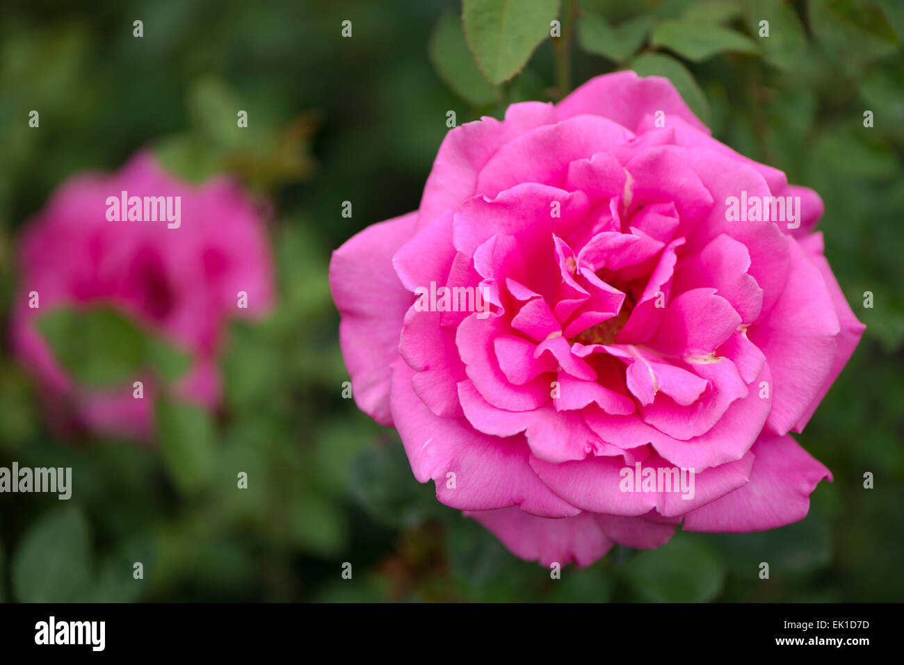 Rosa rosa Rendez-Vous Foto Stock