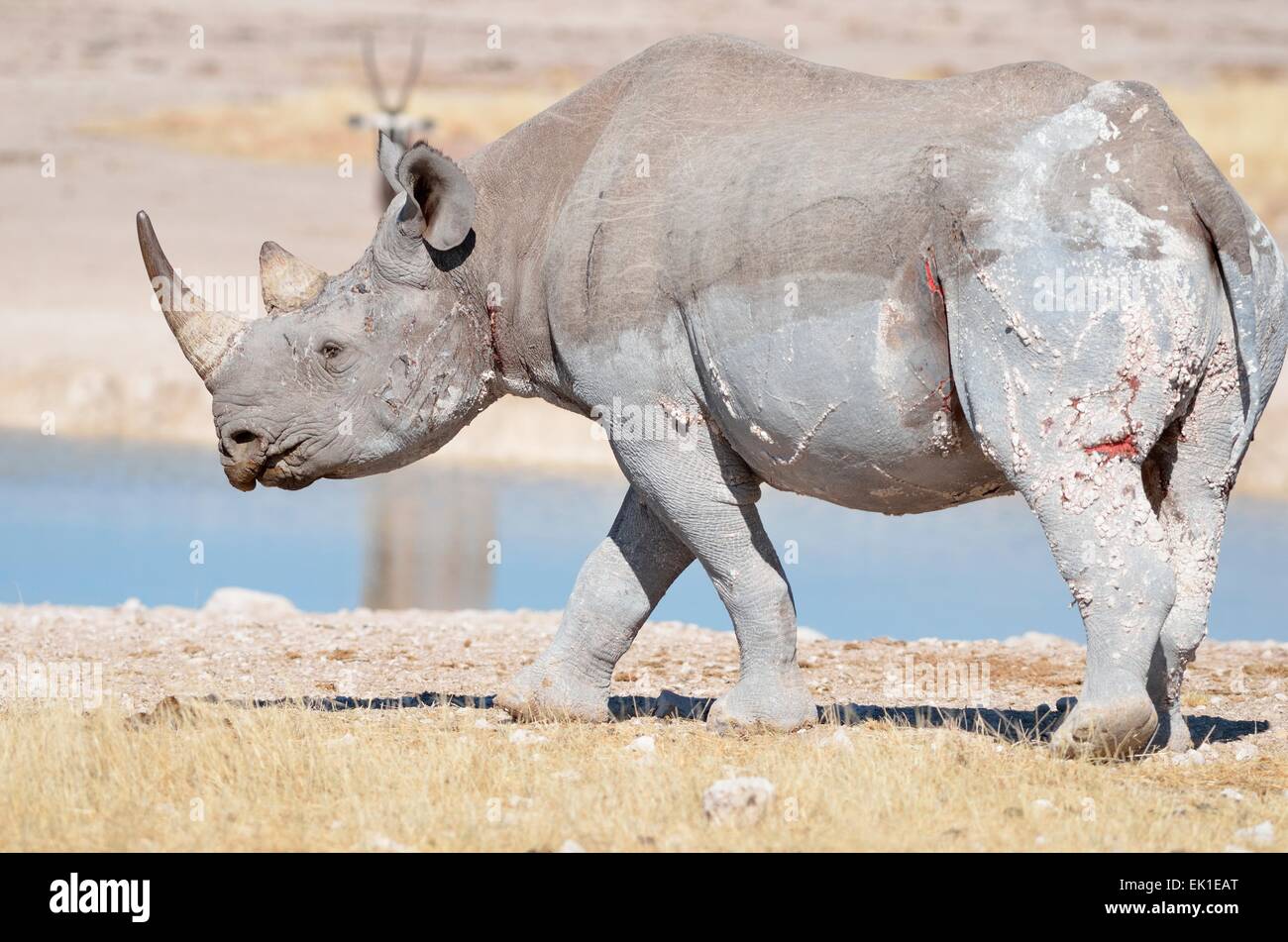 Rinoceronte nero feriti (Diceros simum), maschio adulto a waterhole, passeggiate, il Parco Nazionale di Etosha, Namibia, Africa Foto Stock