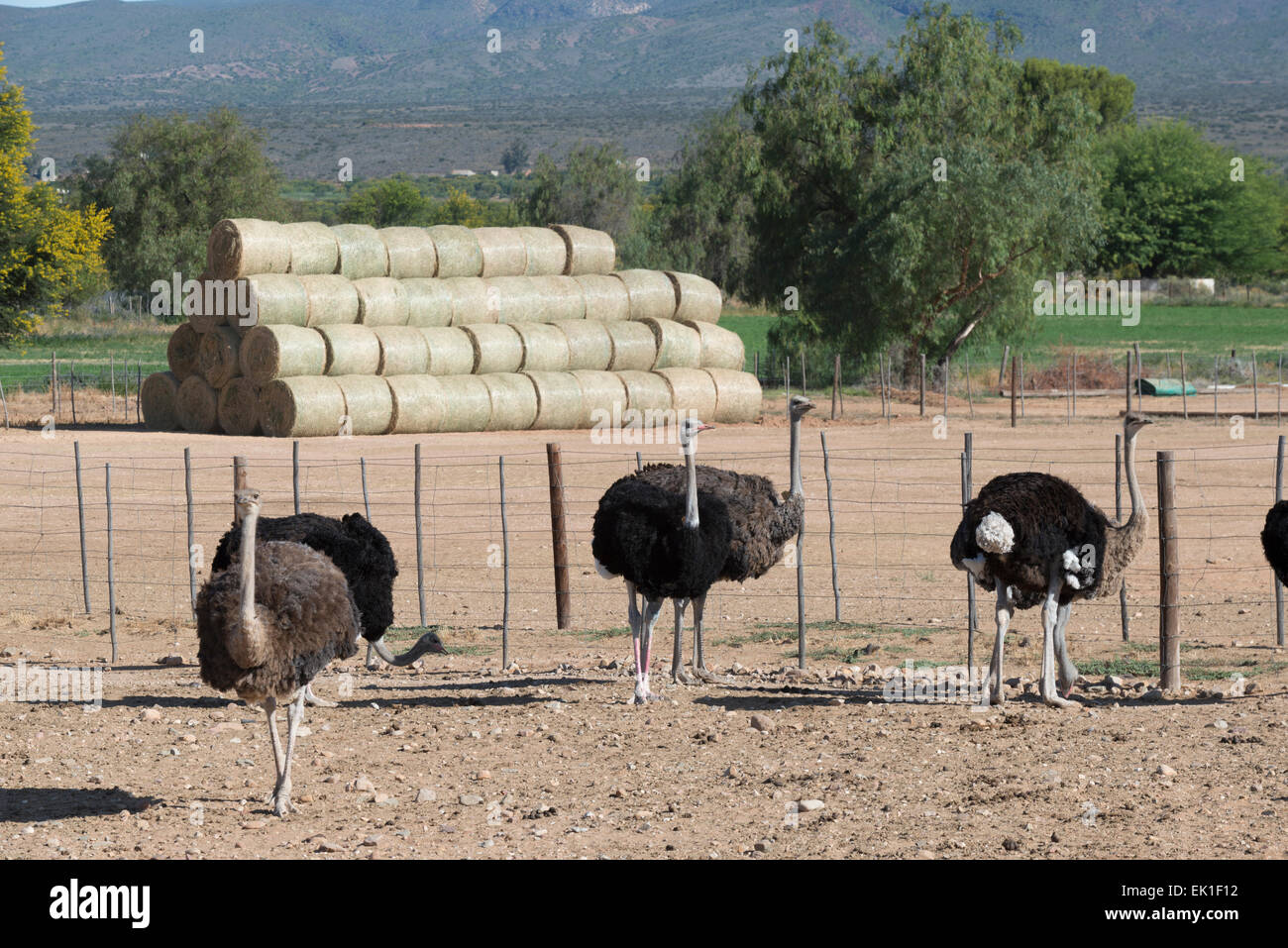 Gli struzzi (Struthio camelus) e bobine e del foraggio secco su una azienda commerciale a Oudtshoorn, Western Cape, Sud Africa Foto Stock