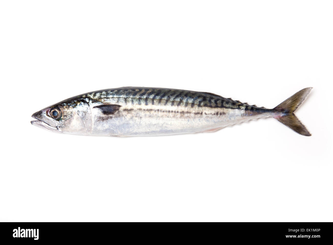 Intero atlantico Sgombro (Scomber scombrus) pesce isolato su un bianco di sfondo per studio. Foto Stock