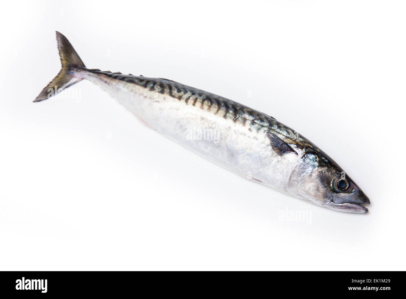 Intero atlantico Sgombro (Scomber scombrus) pesce isolato su un bianco di sfondo per studio. Foto Stock