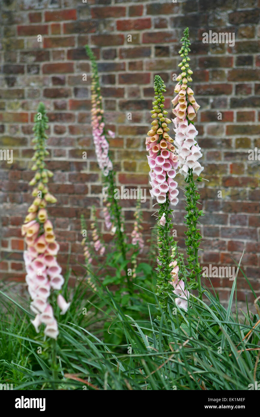 Un gruppo di fioritura digitalis 'sutton di albicocche " / foxgloves con un muro di mattoni in background Foto Stock
