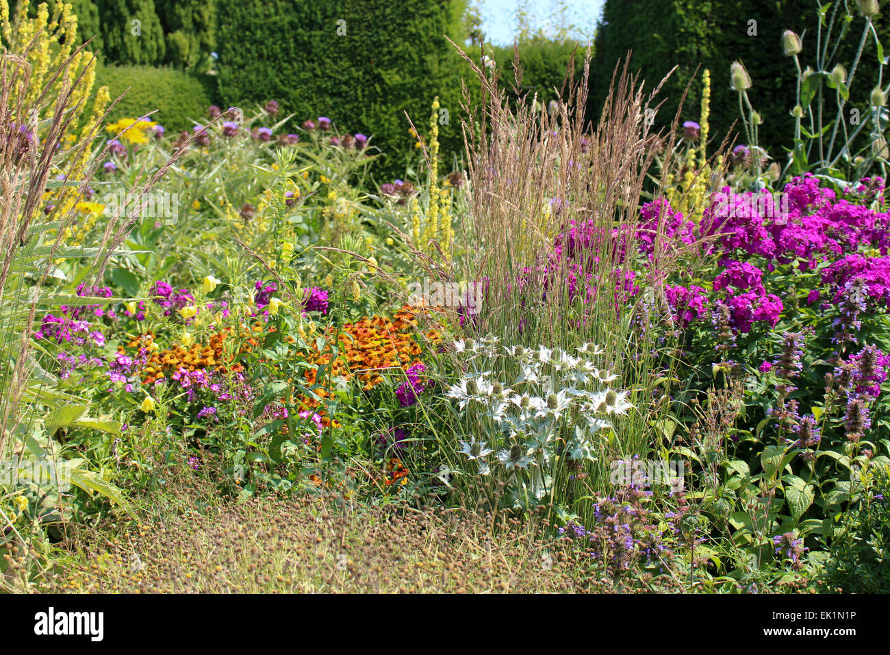 Great Dixter piantagione combinazione - Molène, Heleniums, Eryngium, geranio, Teasel, cardo, Calamagrostis, Foto Stock