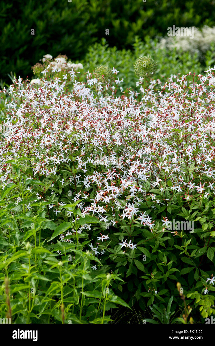 Massa di piantagione Gillenia trifoliata / Bowman root / ipecac falso Foto Stock