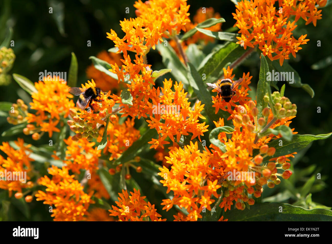 Asclepias tuberosa Foto Stock