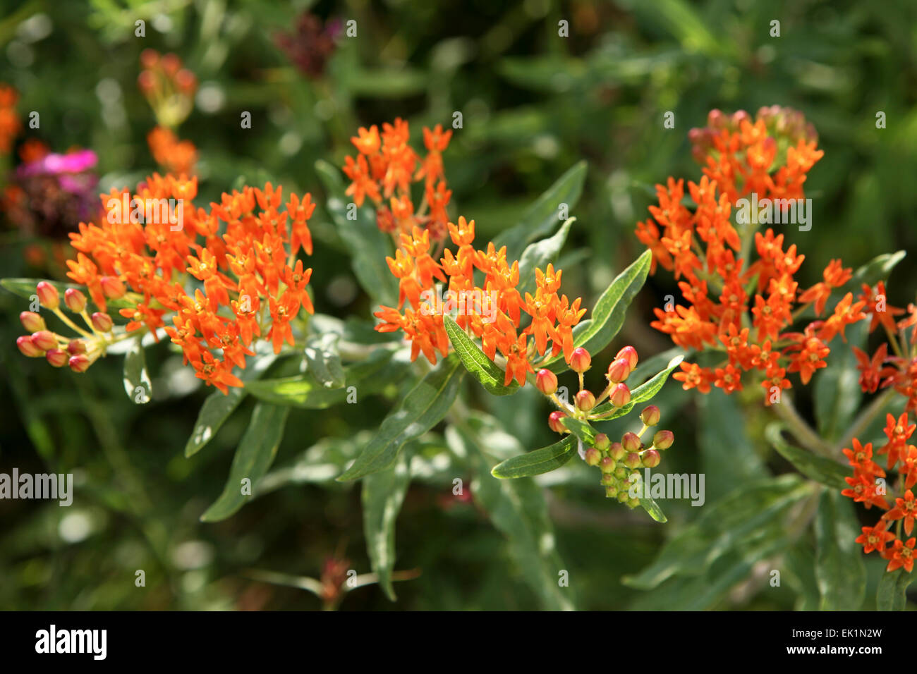 Asclepias tuberosa Foto Stock