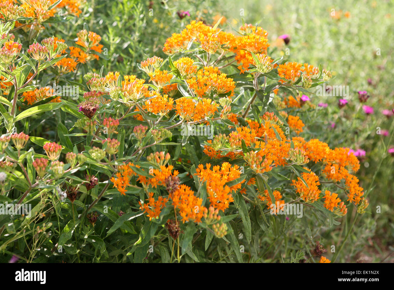 Asclepias tuberosa Foto Stock