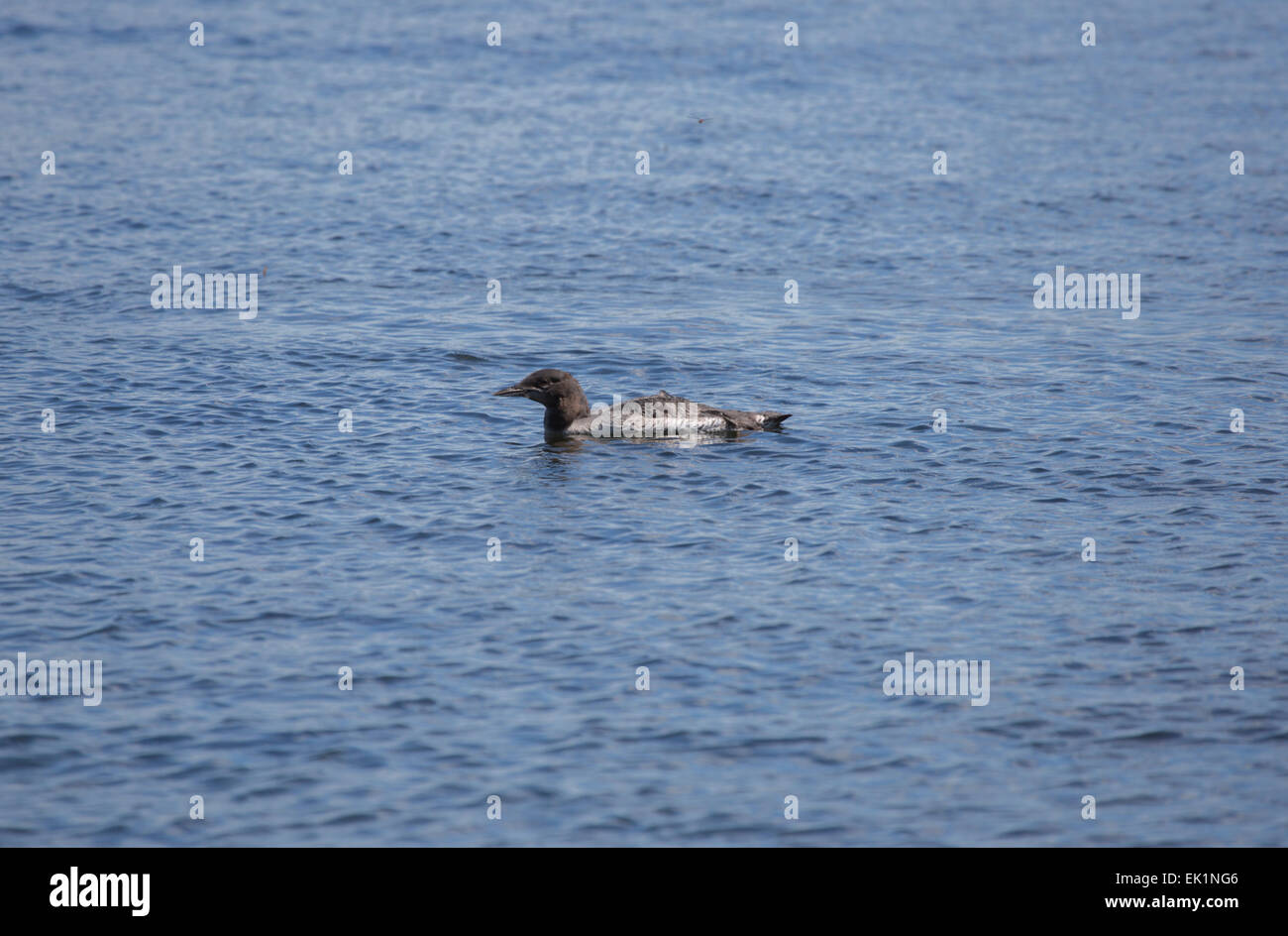 I capretti Great Northern Diver o comuni Loon, Gavia immer, sul lago Sharbot, Ontario, Canada Foto Stock