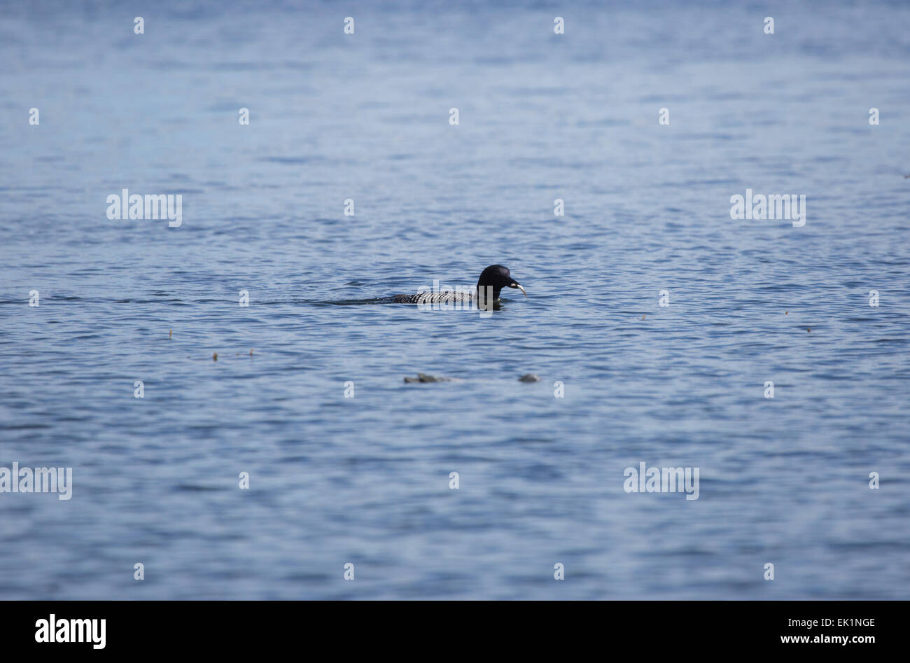 Great Northern Diver o comuni Loon, Gavia immer, sul lago Sharbot, Ontario, Canada Foto Stock