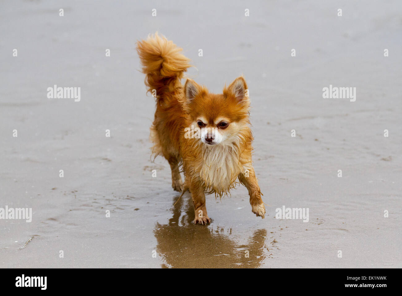 Chihuahua Dog gioca sulla spiaggia, Sefton, Southport, Merseyside, Regno Unito 5th aprile 2015. Meteo Regno Unito. Nebbia, nebbia e umidità sulla costa occidentale. Rusty il Chihuahua Long-Haired godette di giocare nelle sabbie su Ainsdale Beach. Foto Stock