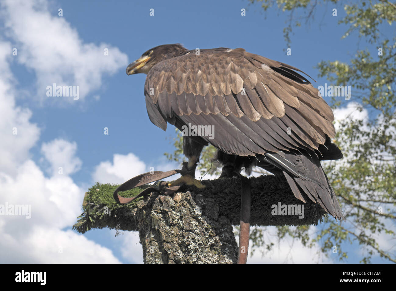 Golden Eagle, kielder acqua centro rapaci, leaplish, kielder acqua, Northumberland, Inghilterra, Regno Unito. Foto Stock Golden Eagle, kielder acqua centro rapaci, leaplish, kielder acqua, Northumberland, Inghilterra, Regno Unito. Foto Stock