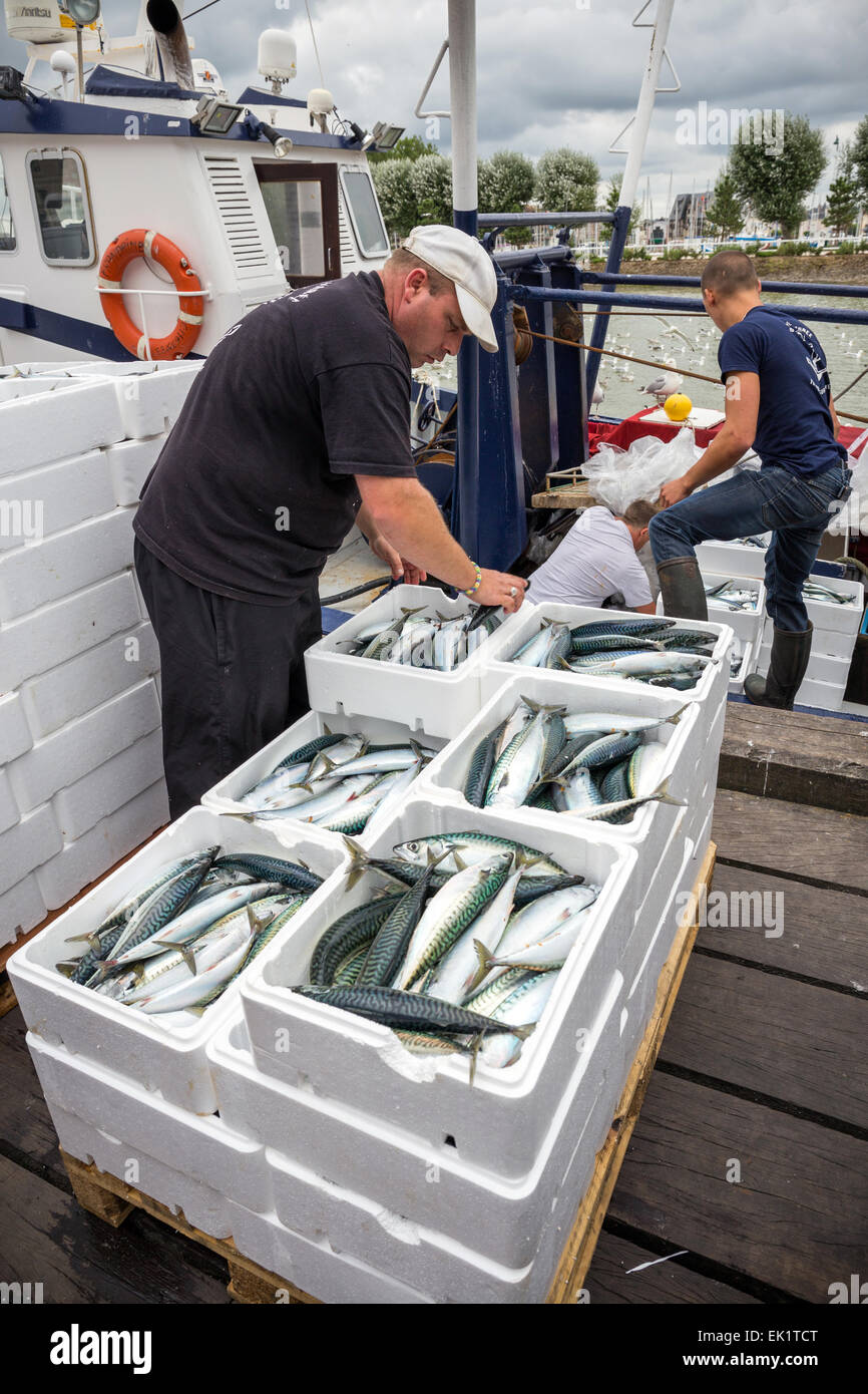 Boxed intero crudo di pesce sgombri sulla barca a Trouville Sur Mer, Francia del nord Europa Foto Stock