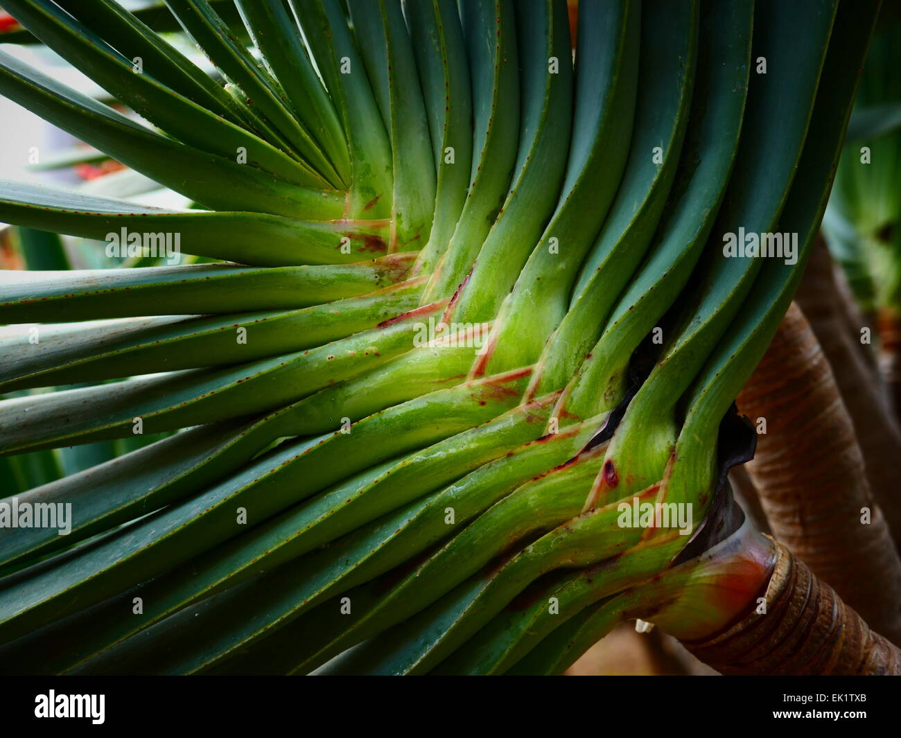 Aloe plicatilis Sud Africa Spagna Isole Canarie Tenerife Puerto de la Cruz Botanic Garden Park Jardin Botanico Foto Stock