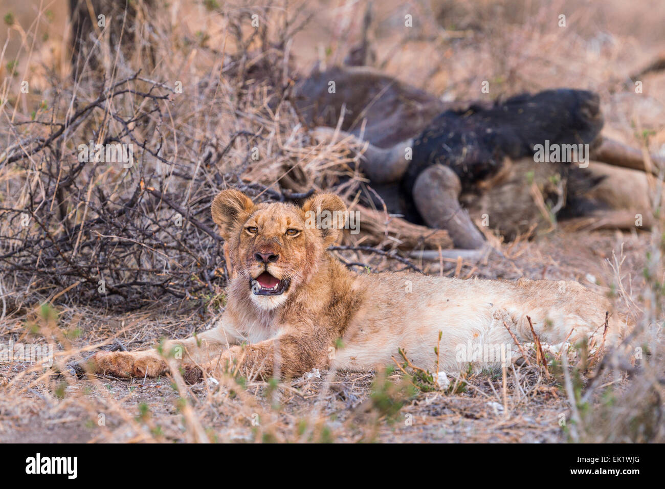 Un LION CUB riposo dopo un pasto, Namibia. Foto Stock