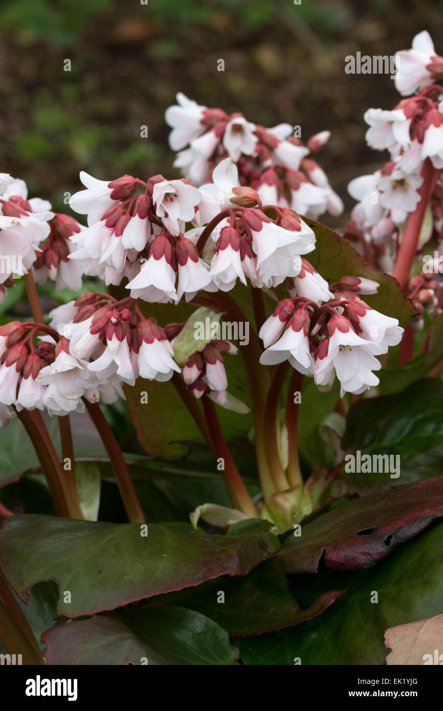 Fiori di colore bianco della primavera precoce fioritura Bergenia 'Rosa ghiaccio", un ibrido tra B. ciliata e B. emeiensis Foto Stock