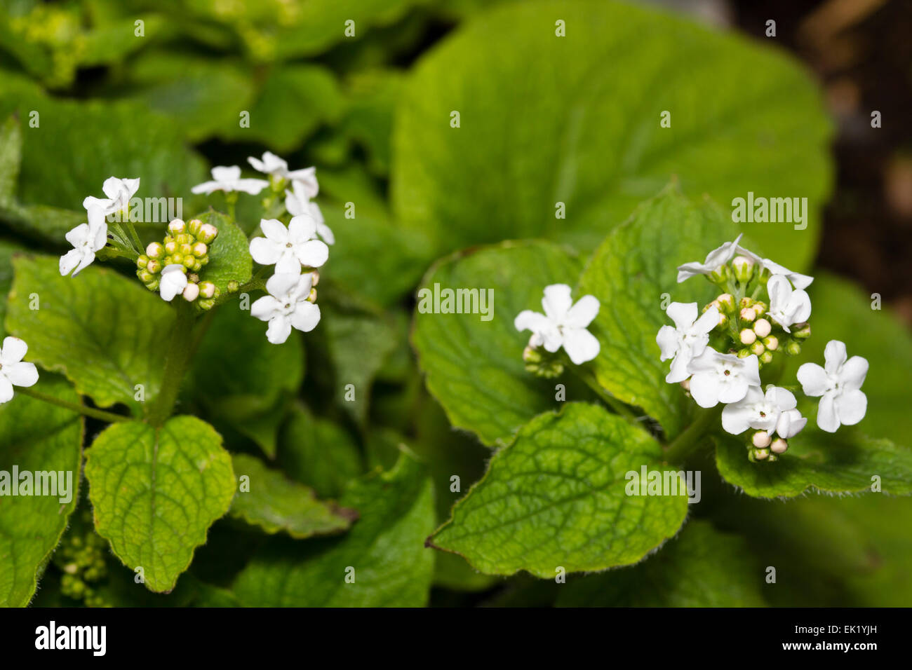 I fiori bianchi primaverili della pianura lasciava Brunnera macrophylla 'Betty Bowring' Foto Stock