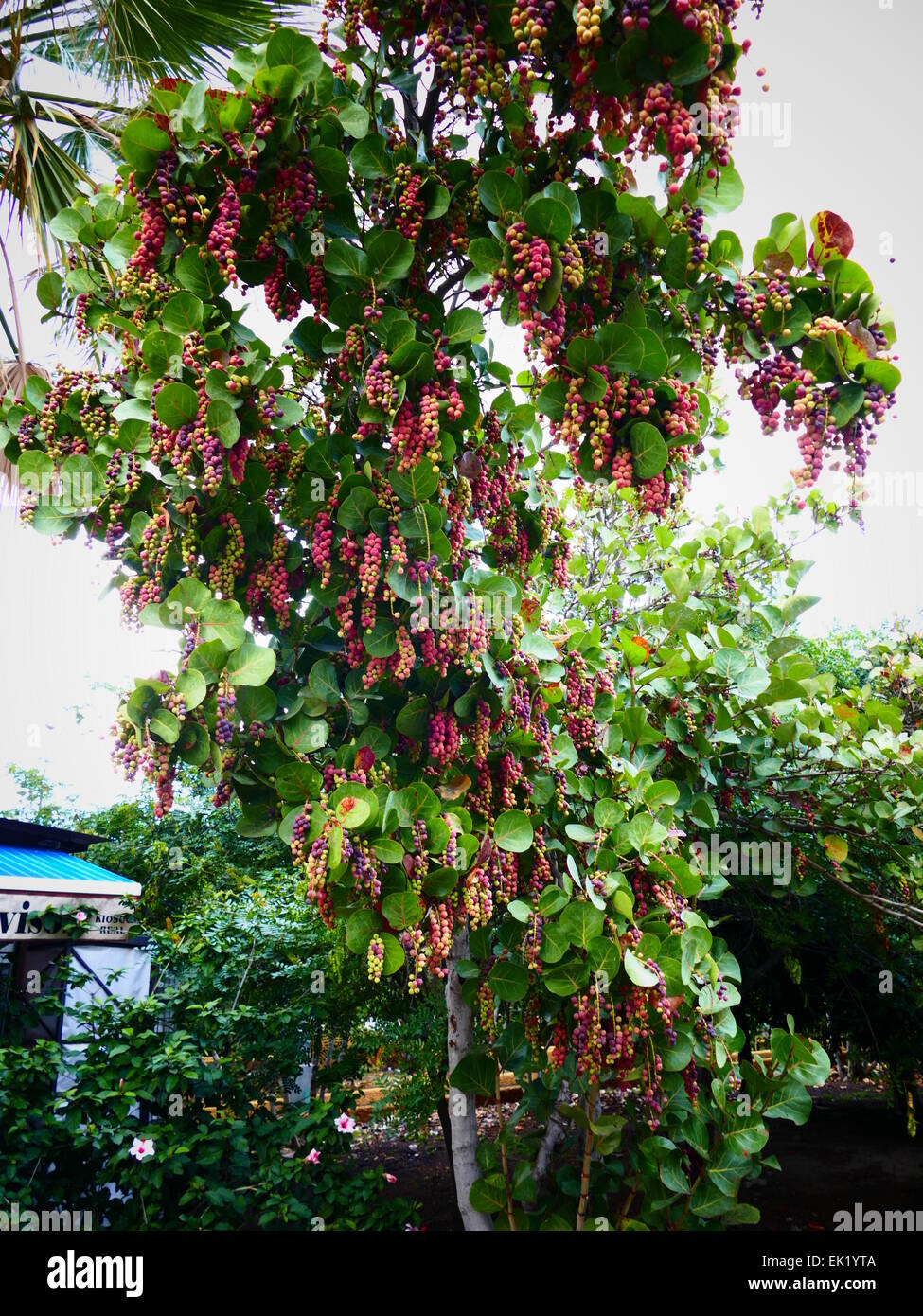 Spagna Isole Canarie Tenerife Puerto de la Cruz albero con frutti maturi Foto Stock