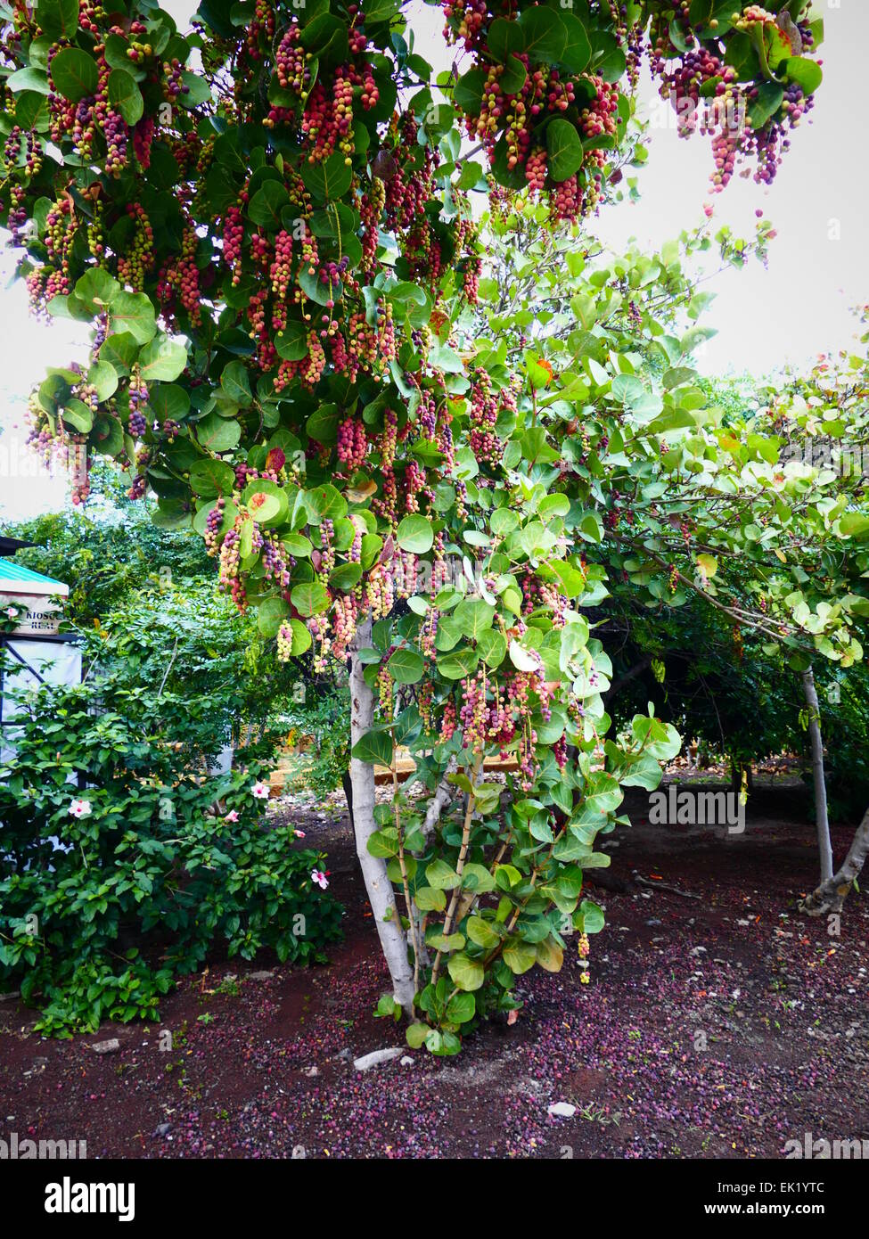 Spagna Isole Canarie Tenerife Puerto de la Cruz albero con frutti maturi Foto Stock