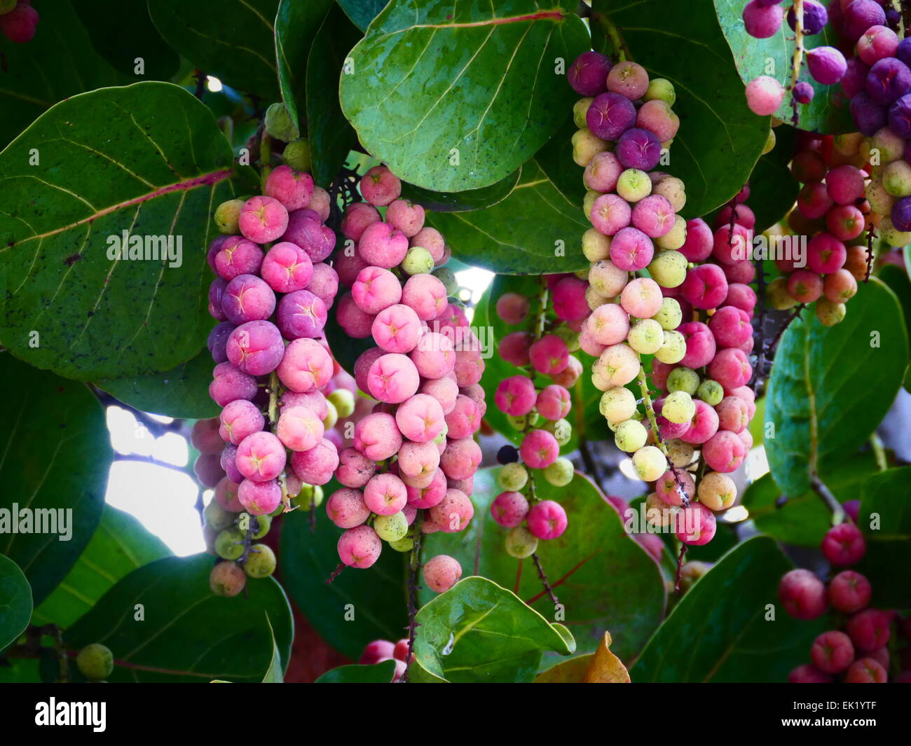 Spagna Isole Canarie Tenerife Puerto de la Cruz albero con frutti maturi Foto Stock