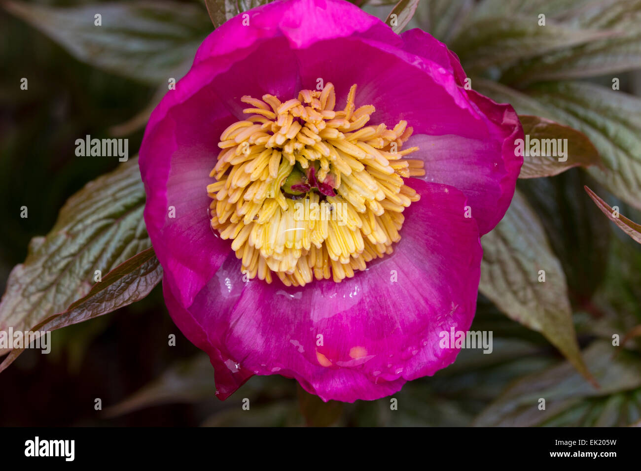 Unico fiore della rara specie cinese peonia, Paeonia mairei Foto Stock
