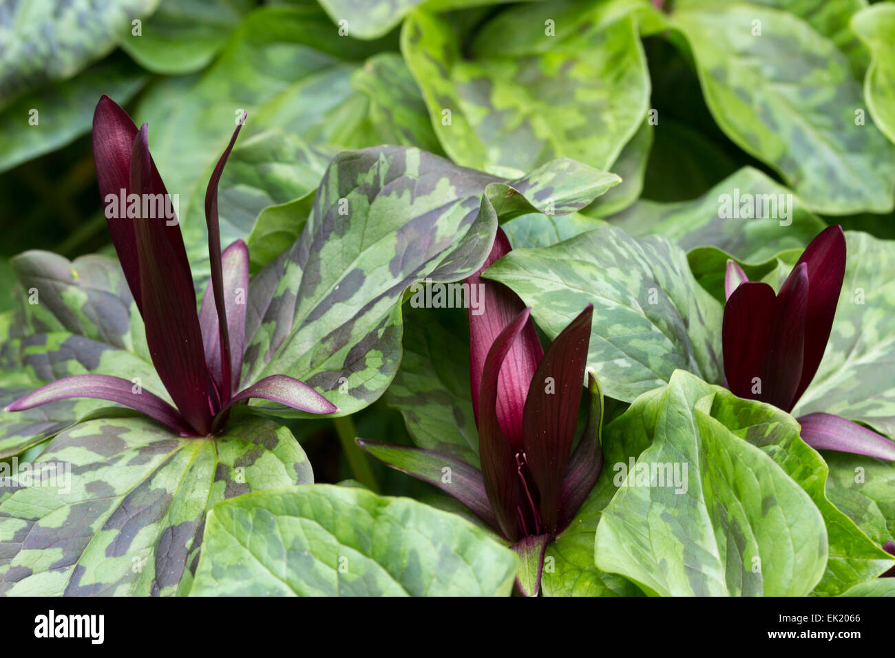 Fiori di colore rosso della fioritura primaverile wake robin, Trillium chloropetalum 'Rubrum' Foto Stock