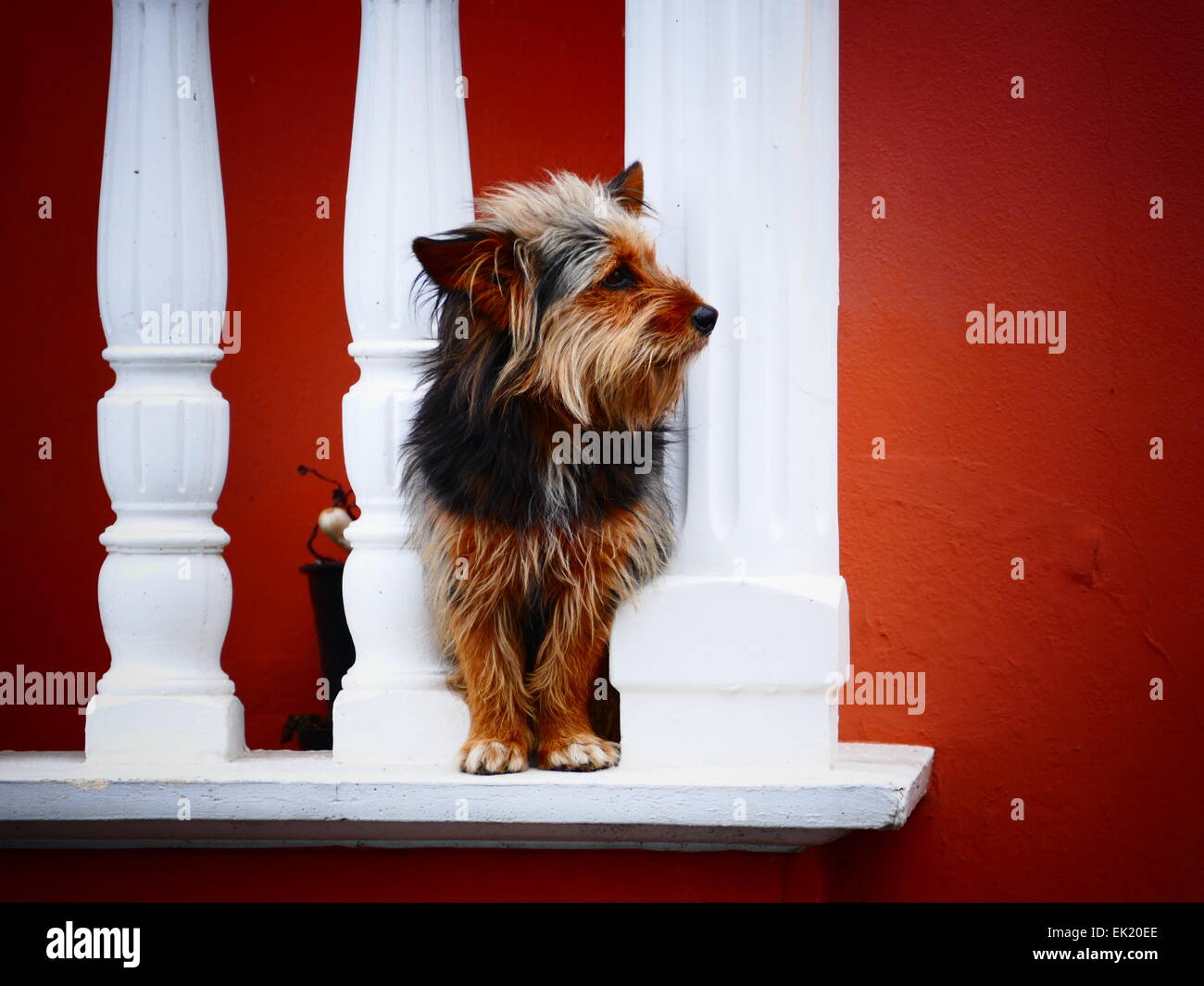 Cane a guardare il paesaggio dal balcone Foto Stock