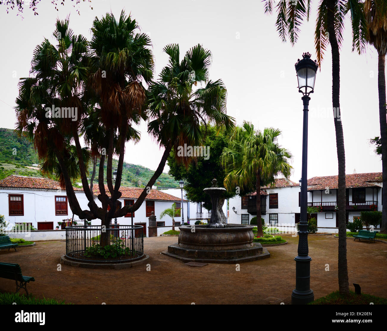 Albero Drago Drago de Icod in Icod de los Vinos Tenerife Canarie Spagna Foto Stock