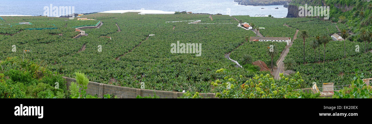 Piantagione di banane Tenerife Canarie Spagna Foto Stock