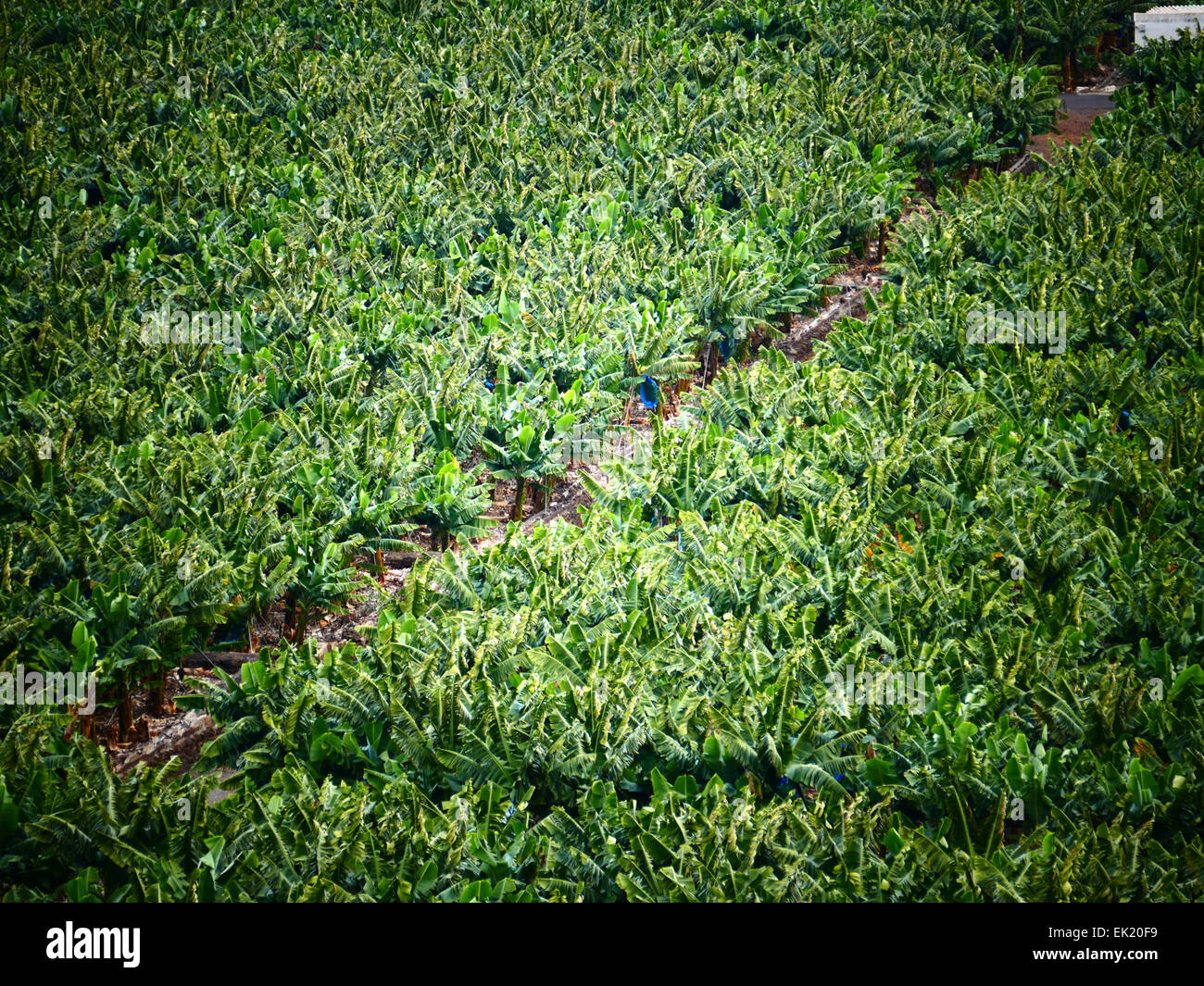Piantagione di banane Tenerife Canarie Spagna Foto Stock