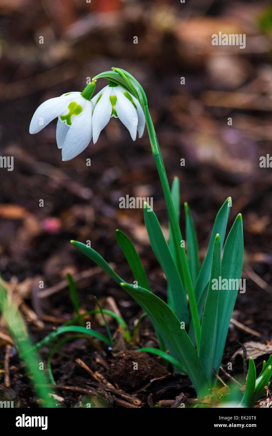 Snowdrop Galanthus "Richard Ayres' Foto Stock
