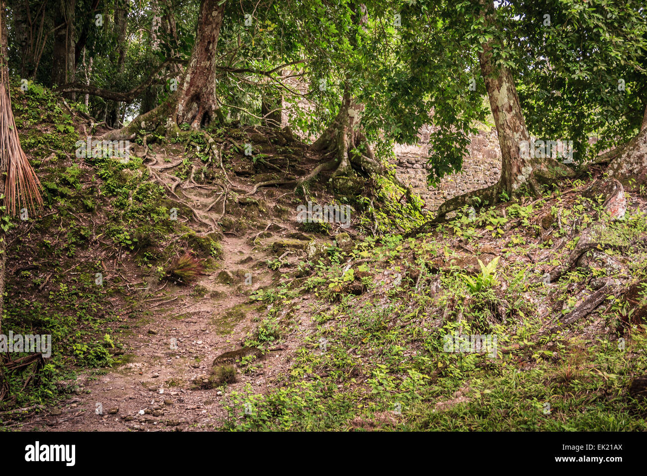 Tikal giungla vicino al tempio V, Guatemala Foto Stock