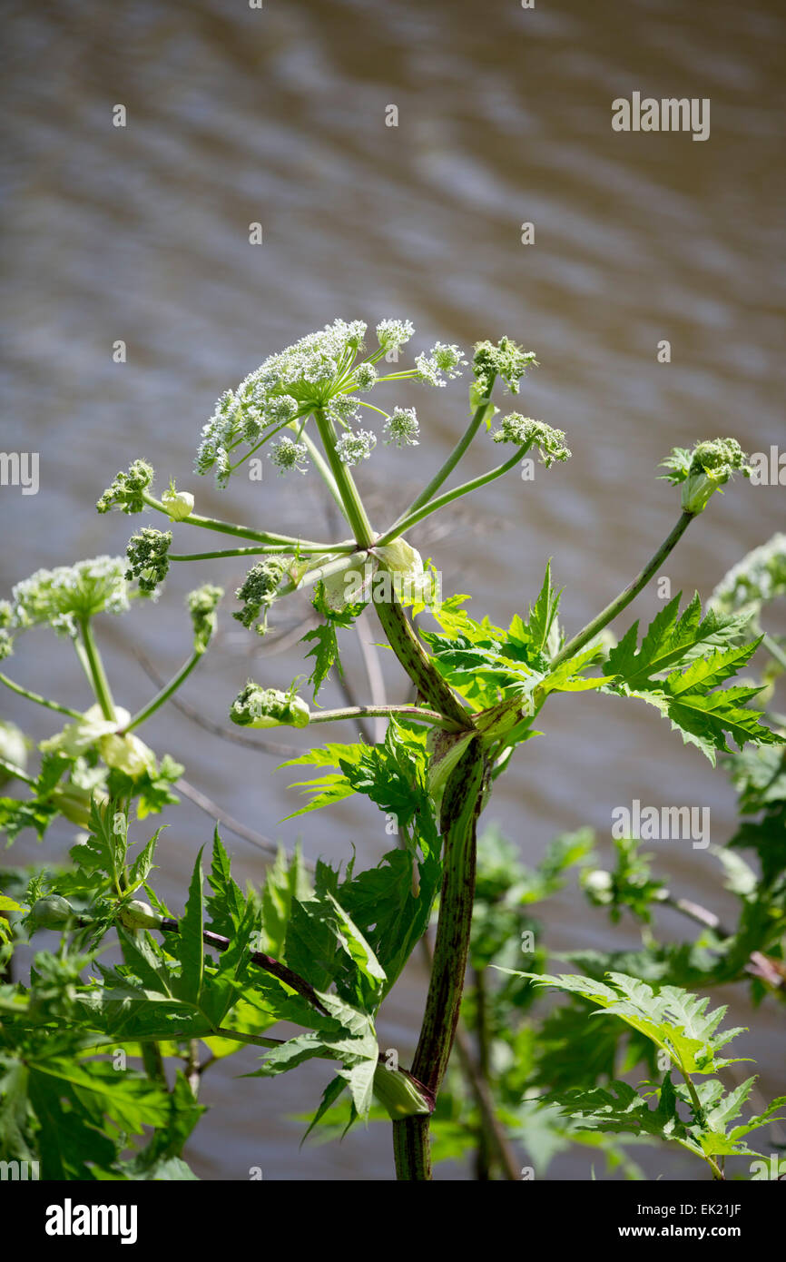 Giant Hogweed; Heracleum mantegazzianum Northumberland, Regno Unito Foto Stock