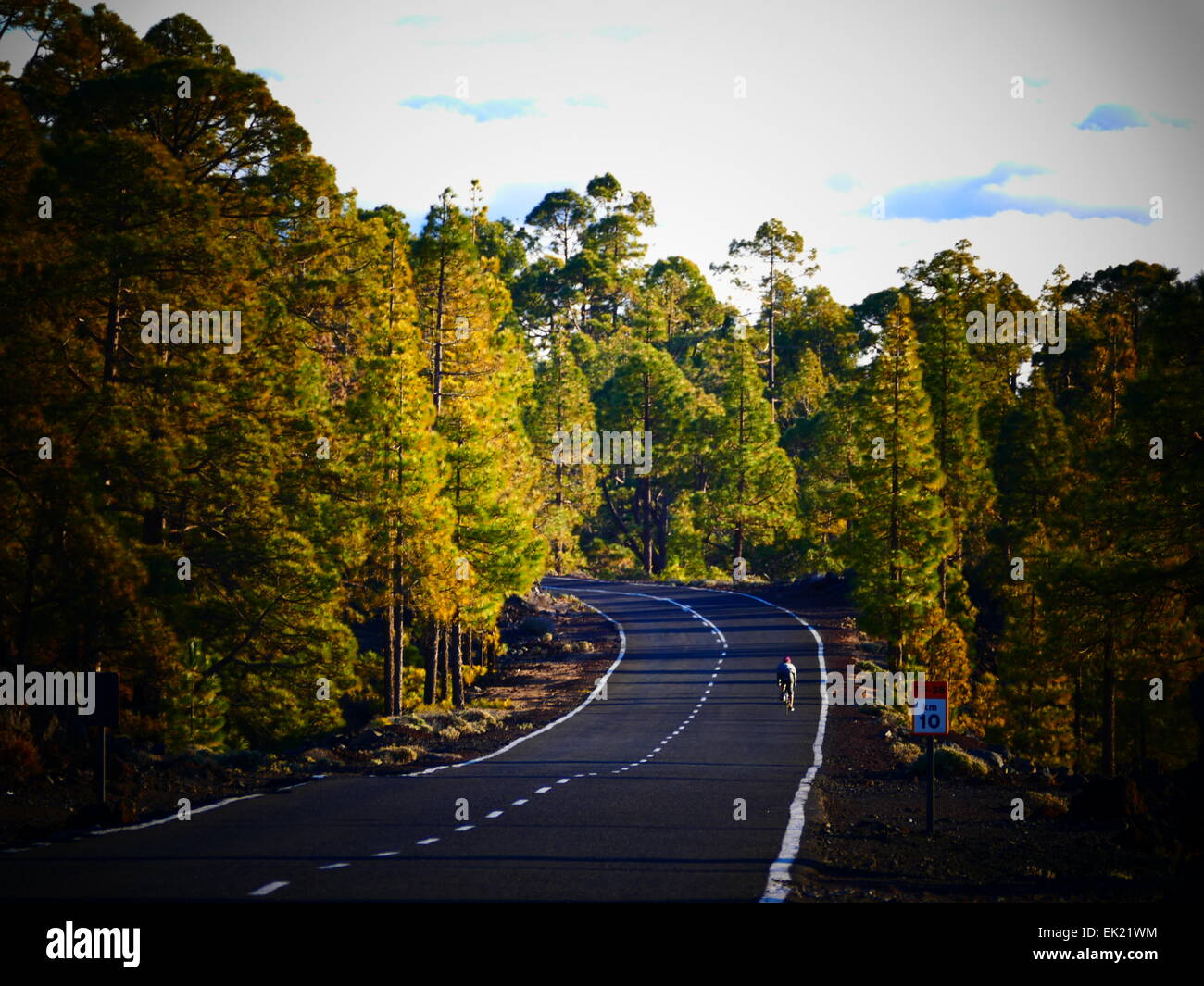 Biker auto guidando lungo il giovane albero di pino road Mt Teide Parque Nacional del Teide Tenerife Isole Canarie Spagna Foto Stock