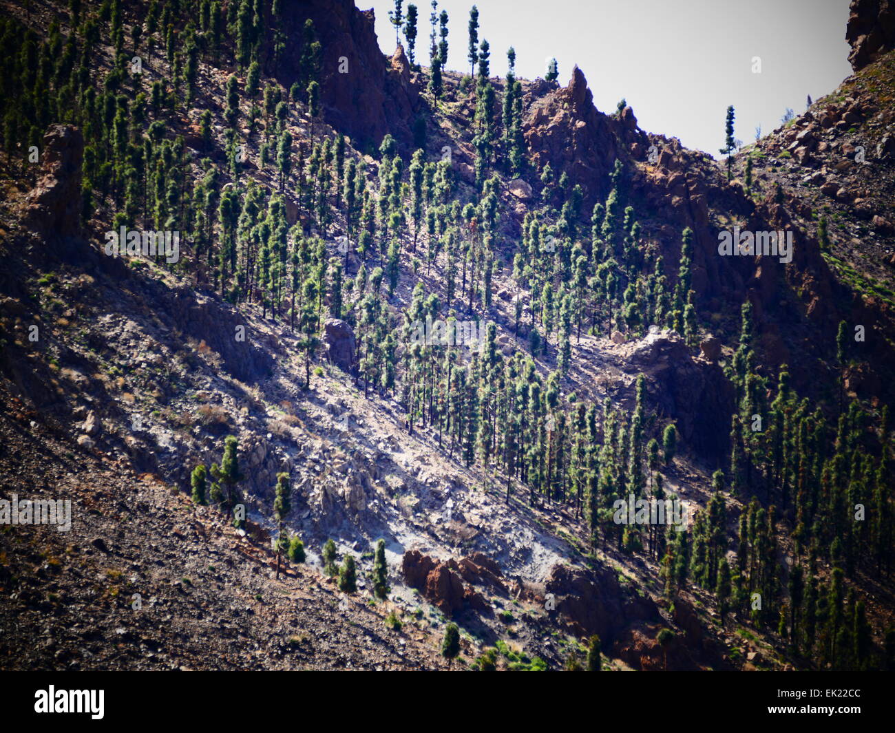 I giovani pini crescere a monte Teide Parque Nacional del Teide Tenerife Isole Canarie Spagna Foto Stock