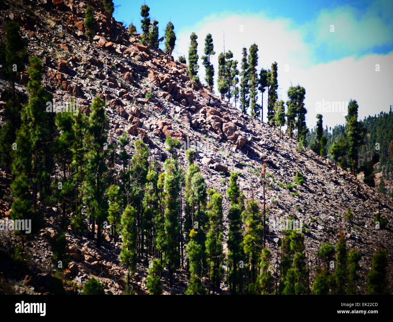 I giovani pini crescere a monte Teide Parque Nacional del Teide Tenerife Isole Canarie Spagna Foto Stock