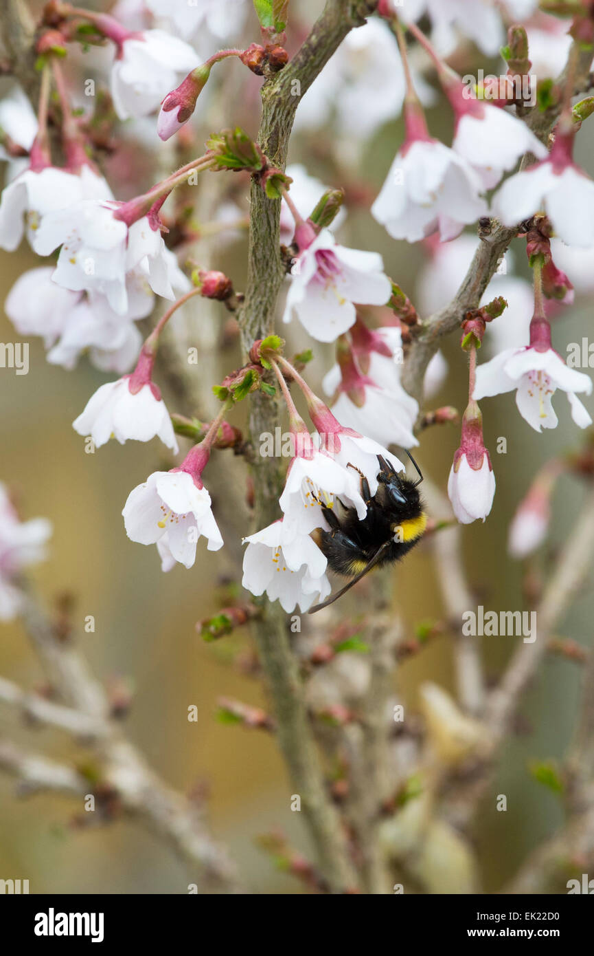 Prunus incisa Kojo No Mai. Bumble Bee su Fuji cherry tree blossom Foto Stock